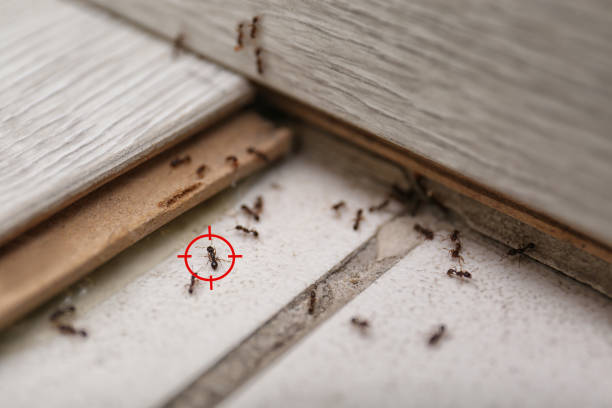 Pest Prevention Services in Park Hills, KY